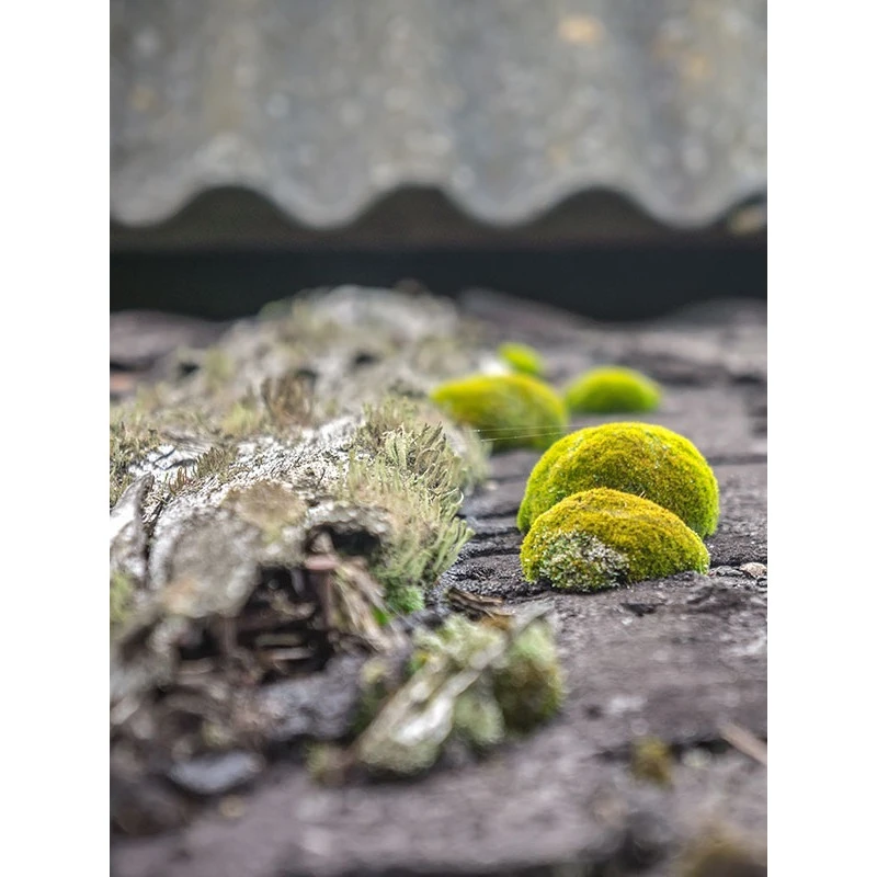 Traitement Professionnel Concentré DALEP 2100 20L 2en1 2 Traitement Professionnel Concentré DALEP 2100 20L 2en1 – Image 2